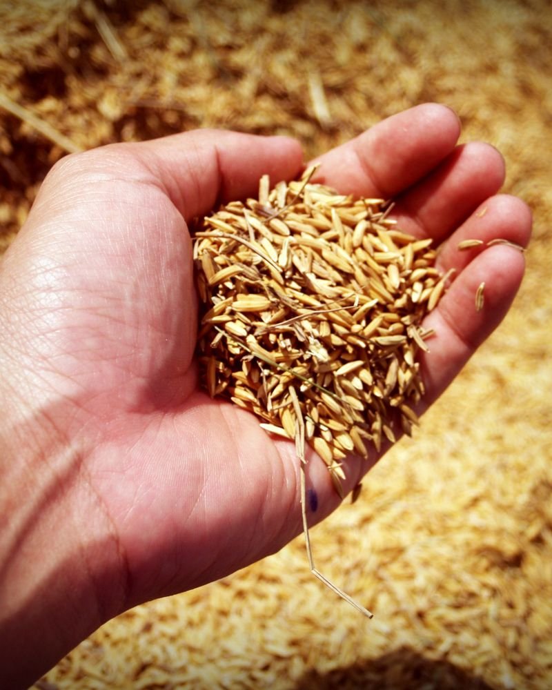Agricultural produce prepared for international buyers